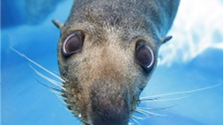 Sexually-Inexperienced Seal Tries To Bone Penguin • UK Reports 50% More Female Drunks